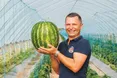 На Прикарпатті дозрівають смугасті красені