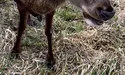 Травмований олень Борис бореться за своє життя уже наодинці. Якщо взагалі живе…