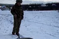 Приручений кабан винюхує фазанів