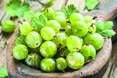Сезон смарагдових ягід