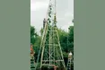 Cоняшник-гігант
