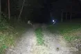 На Львівщині затримали водія, який на смерть збив пішохода та втік з місця ДТП
