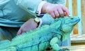 Британський король заступився за качок і гусей