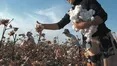 «Біле золото» по-українськи