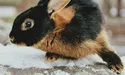 Символи року. Їхніми предками були зайці й дикі кролі