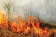 Спалювання трави — отрута для довкілля і здоров’я