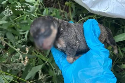 У Києві у сміттєвому баку знайшли п’ять цуценят: одне загинуло. Фото: Київська міська прокуратура