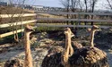 Страуси добре почуваються на Прикарпатті