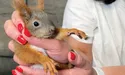 Сиріт-білченят годують кормом для кошенят