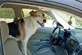 У водія автобуса і собака — автомобілістка!