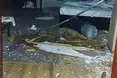 Нічна атака на Одещину: російські безпілотники поцілили у житловий сектор та критичну інфраструктуру