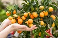 Фруктовий сад на підвіконні: що реально виростити вдома