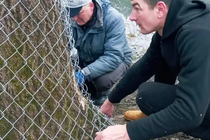 Ось так у Сколе захищають дерева від бобрових зубів. Фото Олекси ТРЕНИЧА і з соціальних мереж