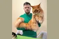 Коти, які «підбирають ключики» до своїх господарів…