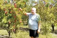 На Яворівщині дозрівають персики та абрикоси