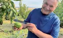Горіхи-велетні Олександра Пономаренка
