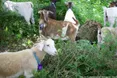 Замість кіс "застосували" кіз