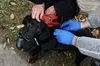 У Брюховичах безкоштовно вакцинуватимуть домашніх тварин від сказу