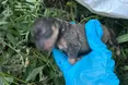 У Києві у сміттєвому баку знайшли п’ять цуценят: одне загинуло