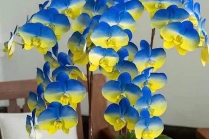 Орхідеї "Україна" в синьо-жовтому кольорі вивели на острові Тайвань