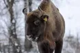 Зубри-самітники трохи роблять збитки