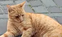 Через три місяці після ворожого обстрілу котик повернувся додому
