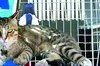 Замість золотого кубка англійці привезли з Катару бездомного кота