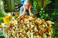 Гриби збирають навіть уночі з... ліхтариками