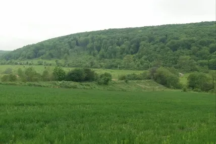 Так виглядало фермерське поле сьогодні, 19 травня... Фото автора.