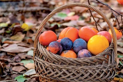 саду господині родять різноманітні плоди. Фото з архіву Лідії Чернецької