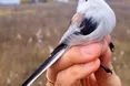 Гарно, коли синиця у жмені