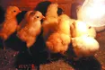 Жовтневі курчата, які мали би з’явитися у червні