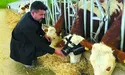 У зелених окулярах корови дають більше молока