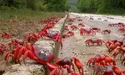 Краби повзуть кохатися до… океану