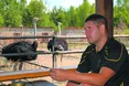 Омлет із одного страусиного яйця – на 6-8 осіб