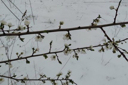 Білий сніг на білому цвіті&hellip;