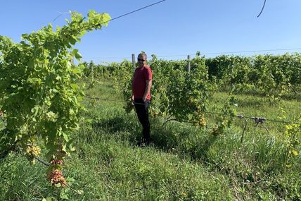 &laquo;Це міф, що на Львівщині не можна вирощувати виноград для вина. Було&nbsp;б бажання&raquo;