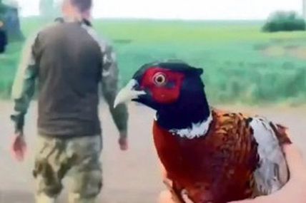 Воїни вберегли фазана