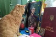 Воїн Тарас і кіт його Марс