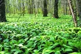 Не зробіть собі ведмежої послуги ведмежою цибулею...