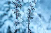 Погода 13 грудня