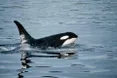 Учені помітили, що косатки чистять одна одну за допомогою морських водоростей: це свідчить про їхню соціальність