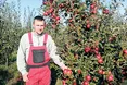 Налиті сонцем яблука збирають Михайло та Марта Майовці