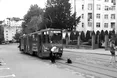 Нахабний львівський песик став зіркою Інтернету