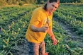 Артишок плодоносить до заморозків