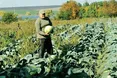 Капусти вистачить собі та воїнам