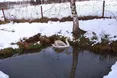Від сильних морозів лебедя прихистив Василь Максим’як із Борислава