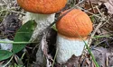 Нарешті «кинулися» гриби…