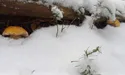 Білі гриби у білій пелеринці
