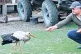 Повернення блудного лелеки